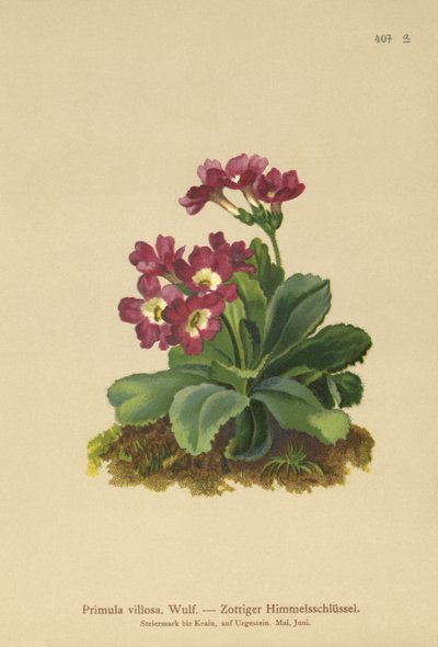 Primula Montanha (Primula villosa) de German School