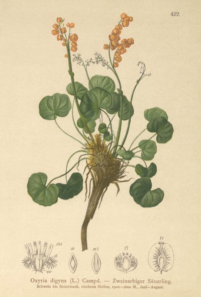 Azeda de montanha (Oxyria digyna) de German School