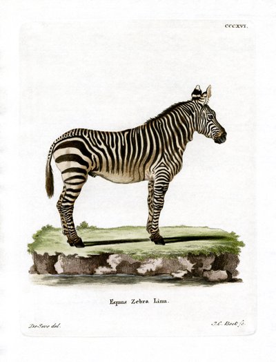 Mountain Zebra (gravação a cores) de German School
