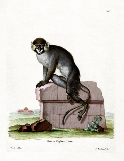 Guenon Bigodes (gravação a cores) de German School