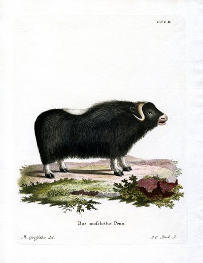 Boi almiscarado (gravura colorida) de German School