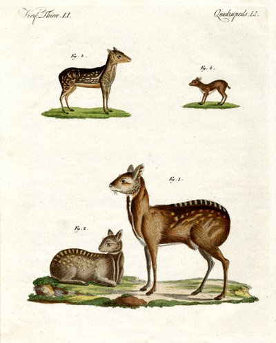 Animais almiscarados de German School