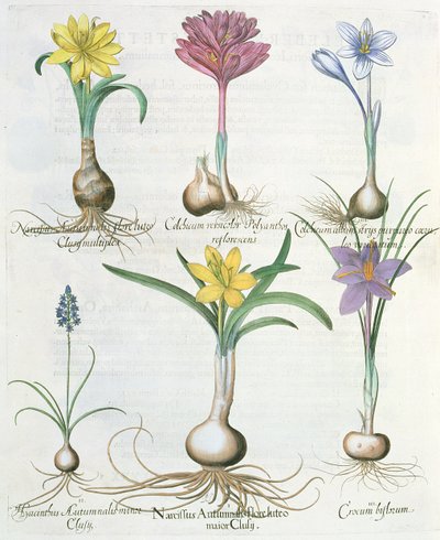 Narcisos, açafrão e jacinto: 1.Narcissus autumnalis; 2. Hyacinthus autumnalis; Biflorum 3.Crocum; Álbum de 4.Colchium; 5.Colchium versicolor; 6.Narcissus autumnalis, do Hortus Eystettensis por Ba de German School