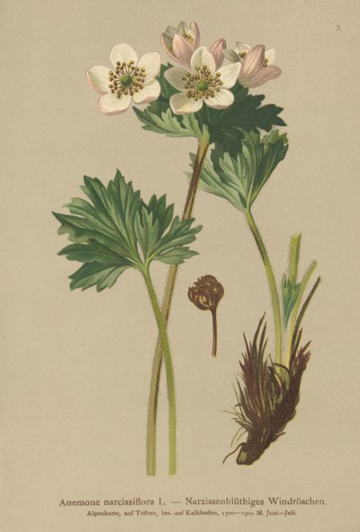 Anêmona de Narciso (anemone narcissiflora) de German School