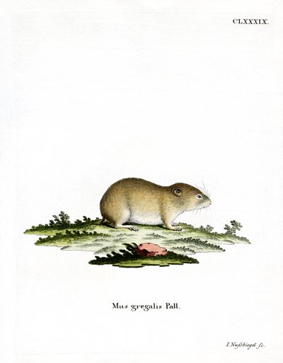 Vole de cabeça estreita (gravação a cores) de German School