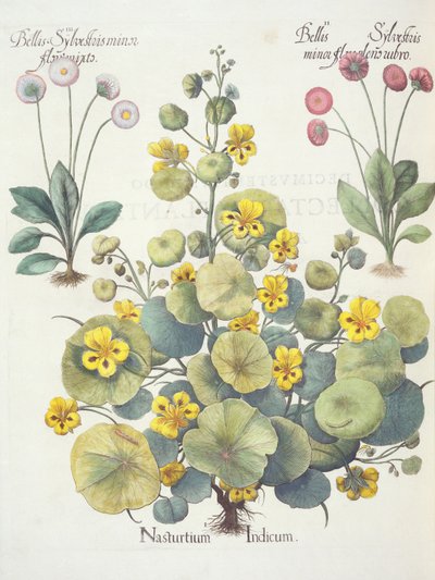 Chagas e margaridas, 1.Nasturtium suspenso; 2.Bellum sylvestris pequenas flores são vermelhas; 3.Bellis sylvestris menor flor misturado, a partir da Eystettensis por Basil Besler (1561-1629), pub. 1613 ( de German School