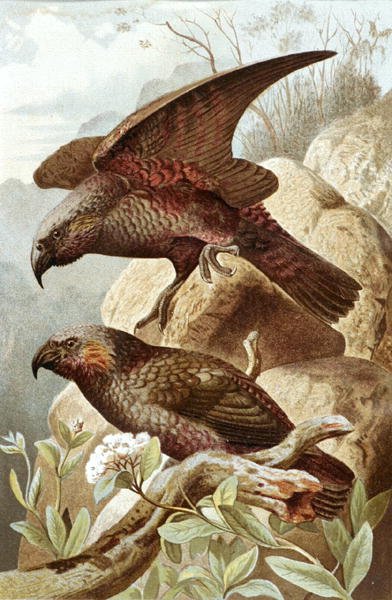 Nestor Parrot, prato de "Brehms Tierleben": Allgemeine Kunde des Tierreichs", vol.5, p.382, publicado pelo Bibliographisches Institut de German School