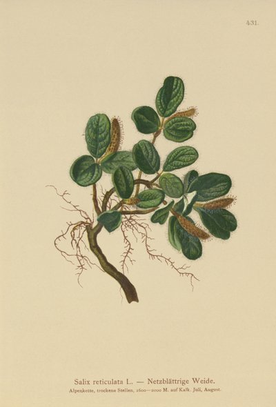 Salgueiro-de-folhas-verdes (Salix reticulata) de German School