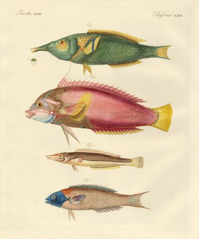 Peixe recém-descoberto (gravação colorida) de German School