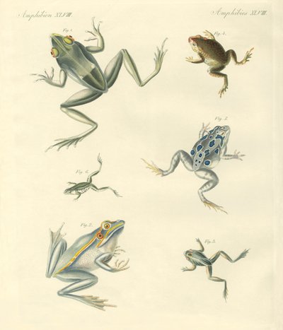 Sapos e sapos recém-descobertos (gravação colorida) de German School