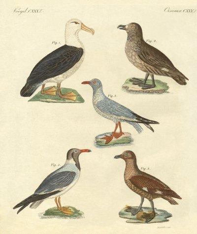Pássaros novos (gravação colorida) de German School