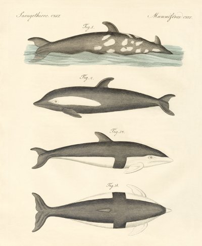 Golfinhos novos (gravura colorida) de German School