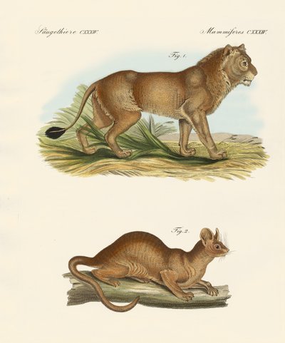 Novos mamíferos predadores (gravura colorida) de German School