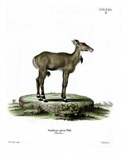 Nilgai (gravura colorida) de German School