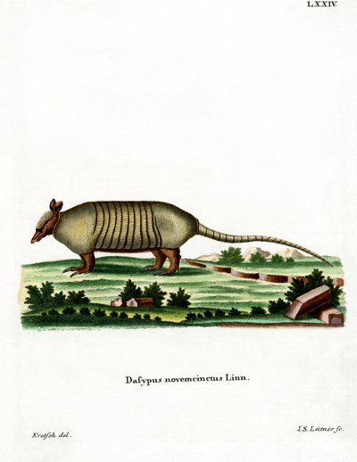 Armadillo de nove bandas (gravação a cores) de German School