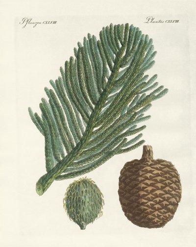 Norfolk Island Pine (gravura colorida) de German School