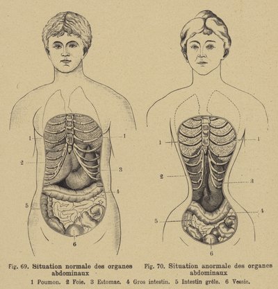Situação normal dos órgãos internos do abdome em homens e mulheres de German School