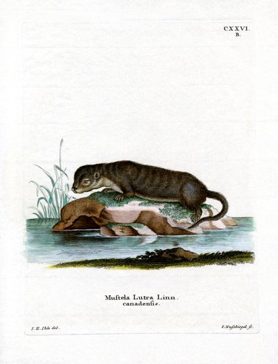 Lontra norte-americana (gravura colorida) de German School