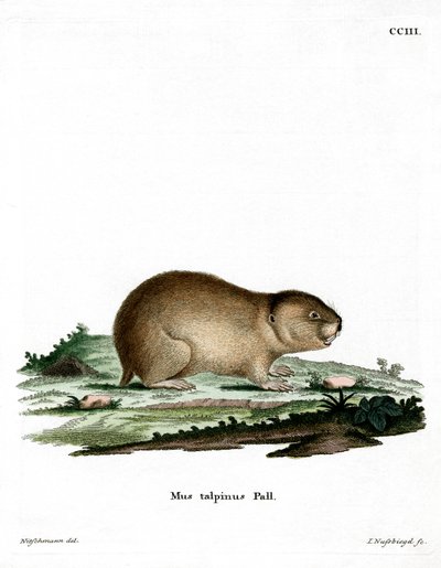 Northern Mole Vole (gravura colorida) de German School