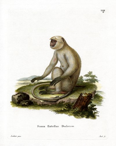 Northern Plains Gray Langur (gravura colorida) de German School