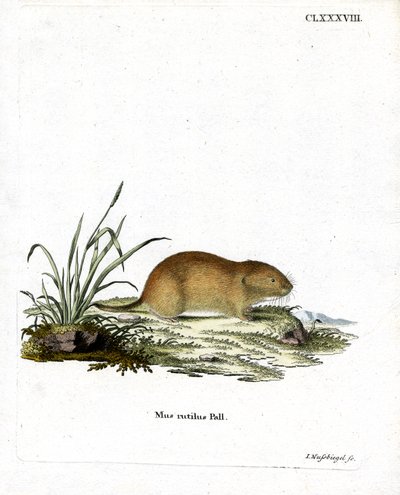 Northern Red-Backed Vole (gravação a cores) de German School