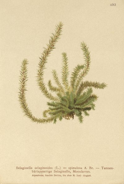 Espinheiros-do-norte (Selaginella selaginoides, Selaginella spinulosa, Lycopodium selaginoides, Bernhardia spinosa) de German School