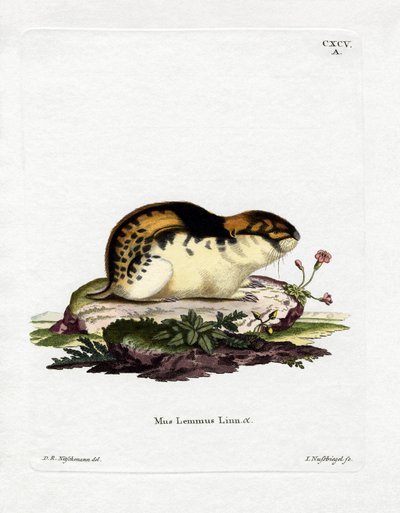 Norway Lemming (gravação a cores) de German School