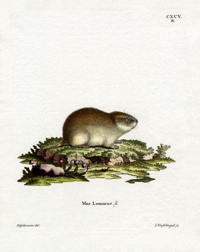 Norway Lemming (gravação a cores) de German School