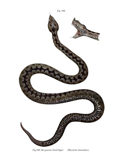 Víbora de cor de nariz (cor litho) de German School