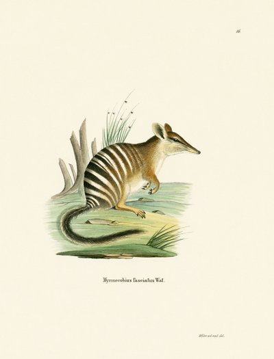 Numbat (gravação a cores) de German School