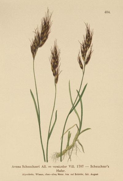 Aveia (Avena Scheuchzeri, Avena versicolor, Avena alpina) de German School