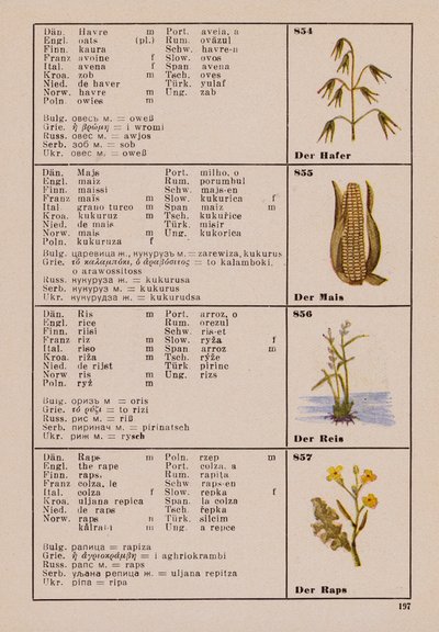 Aveia, milho, arroz, a colza (litografia a cores) de German School