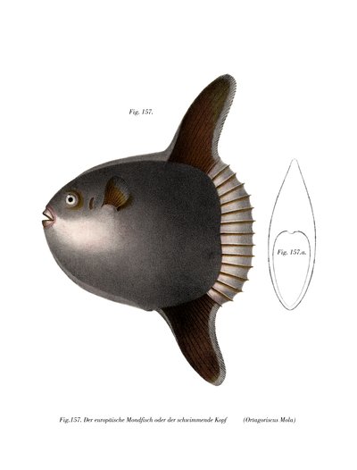 Ocean Sunfish (cor litho) de German School