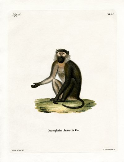Olive Baboon (gravação a cores) de German School