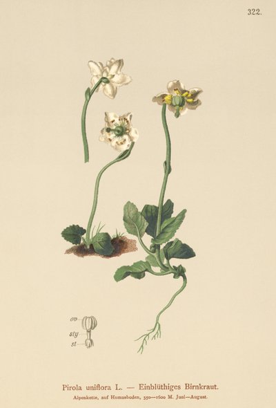 Galispo-de-uma-flor (Pirola uniflora, Pyrola uniflora, Moneses uniflora, Monesis uniflora) de German School