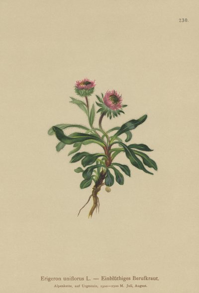 Oneflower Fleabane (Erigeron uniflorus) de German School