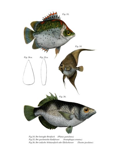 Orbiculated Batfish (cor litho) de German School