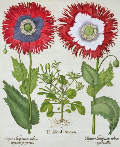 Papoulas Ornamental, do Hortus Eystettensis por Basil Besler (1561-1629), pub. 1613 de German School