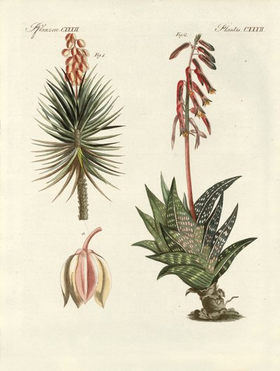 Planta ornamental (gravura colorida) de German School