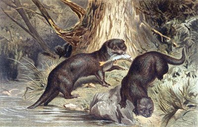 Otter, prato de "Brehms Tierleben": Allgemeine Kunde des Tierreichs", vol.1, p.670, publicado pelo Bibliographisches Institut de German School