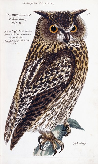 Coruja, 1733-1763 de German School