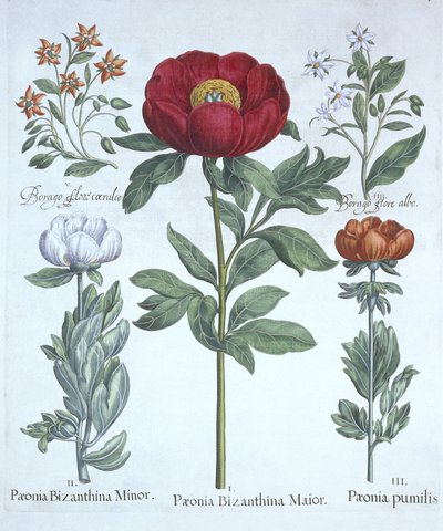 Paeonies e Borage, de Hortus Eystettensis, por Basil Besler (1561-1629), pub. 1613 (gravura colorida à mão) de German School