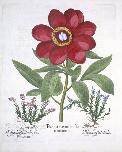 Paeony e dois Polygalons, de Hortus Eystettensis, por Basil Besler (1561-1629) pub. 1613 (gravura colorida à mão) de German School