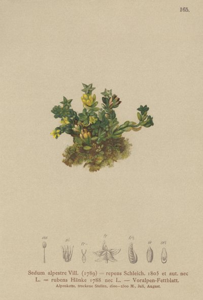 Stonecrop pálido (Sedum alpestre, verde rastejando Vermelho Verde) de German School