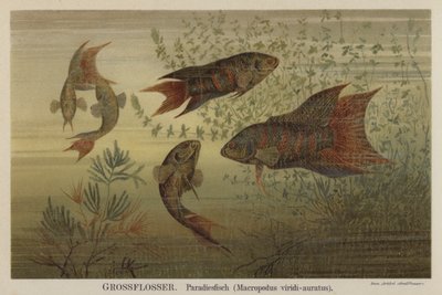 Peixe do paraíso de German School