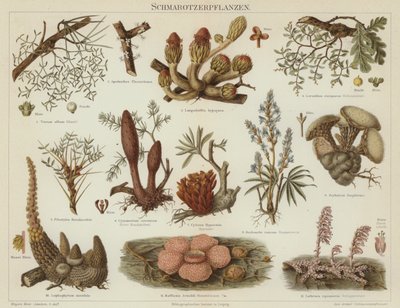Plantas parasitárias (cor litho) de German School