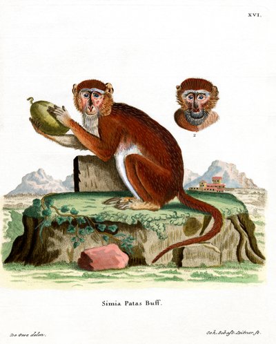 Patas Monkey (gravação a cores) de German School