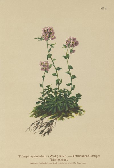 Pennycress (Thlaspi cepeaefolium) de German School