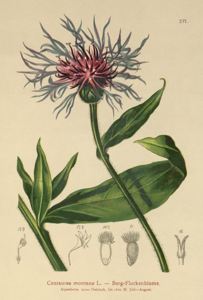 Centáurea perene (Centaurea montana) de German School