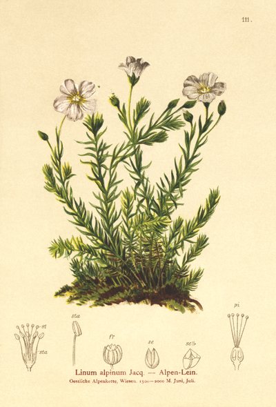 linho perene (Linum Alpena, Linum perenne) de German School